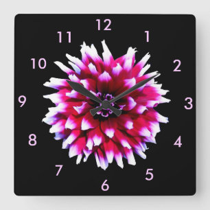 Beautiful Pink White Dahlia on Black Backgrund Square Wall Clock