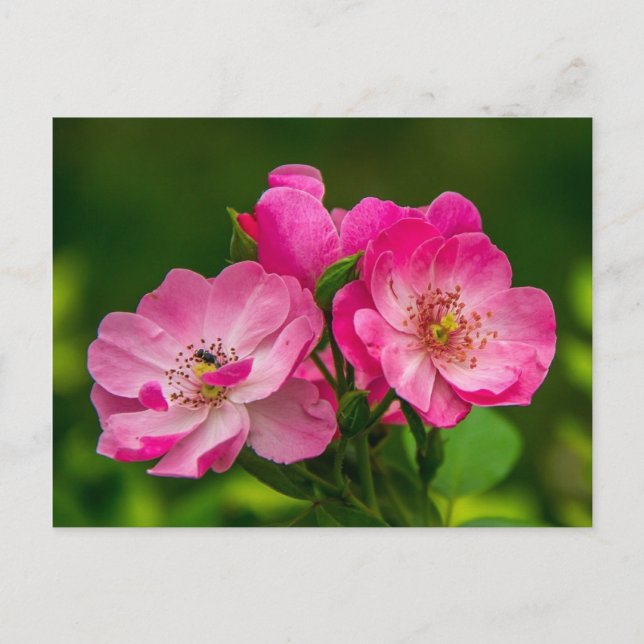 Beautiful pink wild rose postcard (Front)