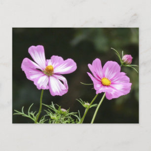 Beautiful Pink with White Cosmea DIY Postcard