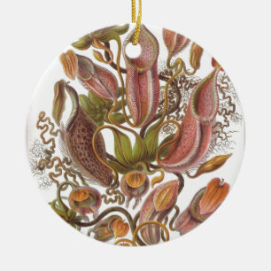 Beautiful pitcher plant drawing by Haeckel Ceramic Tree Decoration