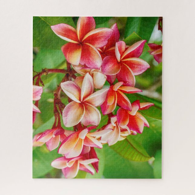 Beautiful Plumeria Flowers Jigsaw Puzzle (Vertical)