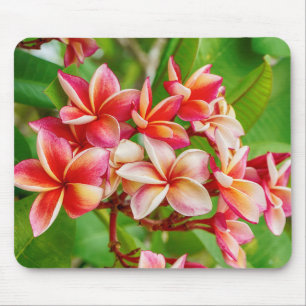 Beautiful Plumeria Flowers Mouse Pad