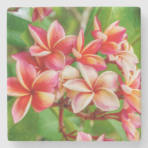 Beautiful Plumeria Flowers Stone Coaster