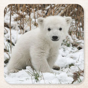 Beautiful Polar Bear Cub Square Paper Coaster