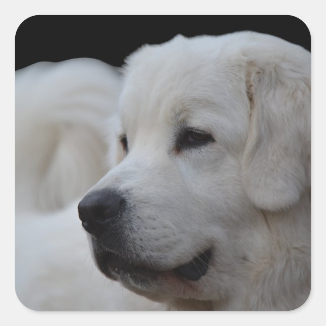 Beautiful Polish Tatra Sheepdog Sticker (Front)