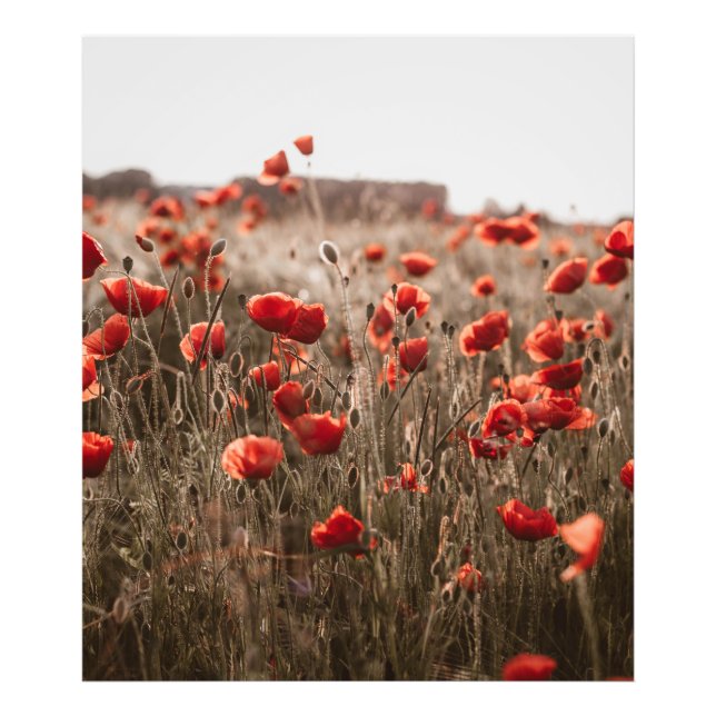 beautiful poppy flowers photo print (Front)