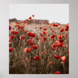 beautiful poppy flowers poster