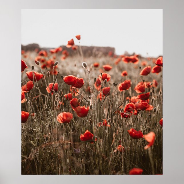 beautiful poppy flowers poster (Front)