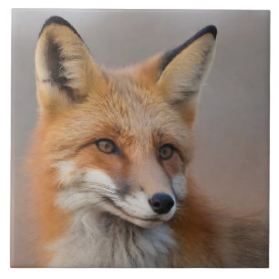 Beautiful Portrait of Red Fox in Wilderness 3a  Tile