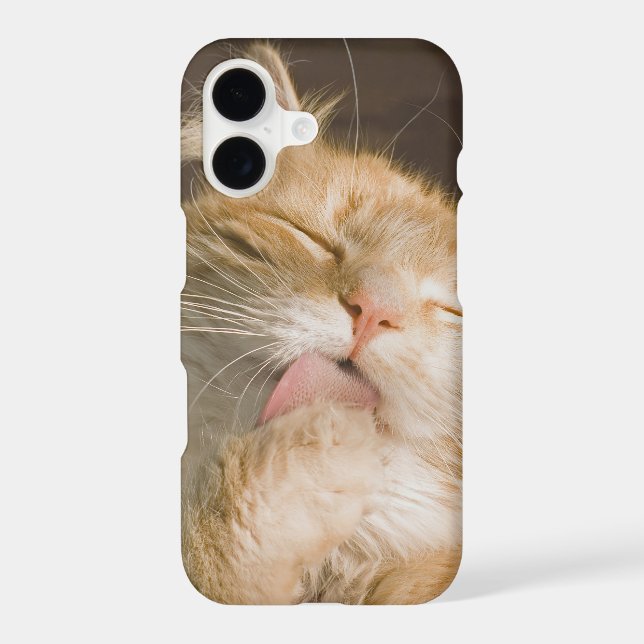 Beautiful Preening Maine Coon Cat Close-Up Photo (Back)