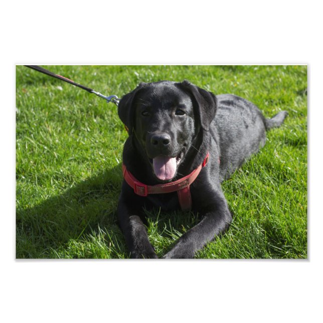 Beautiful printed photograph of a black Labrador (Front)