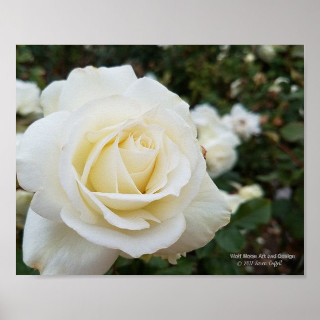 Beautiful pristine white rose photo poster (Front)