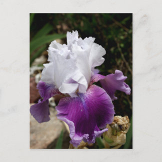 Beautiful Purple and White Iris Design Postcard
