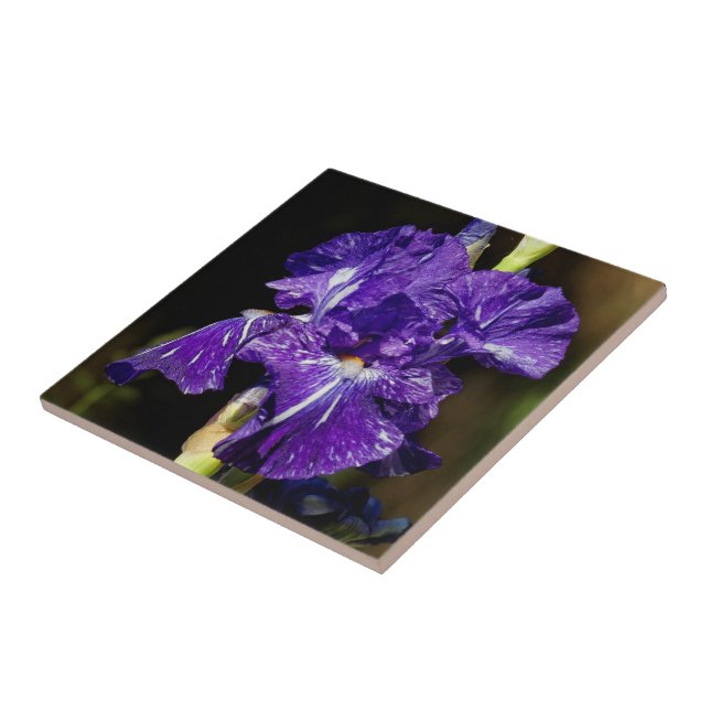 Beautiful Purple Bearded Iris in the Afternoon Sun Tile (Side)