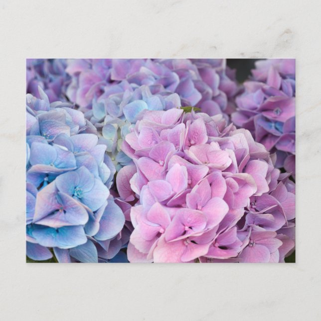 Beautiful Purple, Blue, Pink Hydrangea Flowers  Postcard (Front)