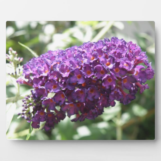 Beautiful Purple Buddleia Flowers Plaque (Front)
