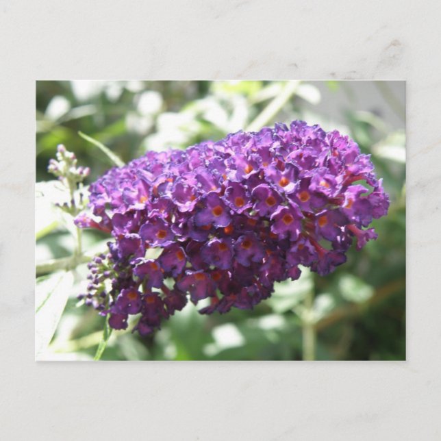Beautiful Purple Buddleia Flowers Postcard (Front)