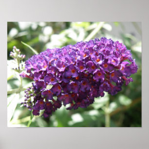 Beautiful Purple Buddleia Flowers Print