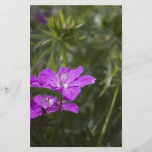 Beautiful purple garden flowers
