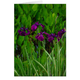 Beautiful Purple Iris