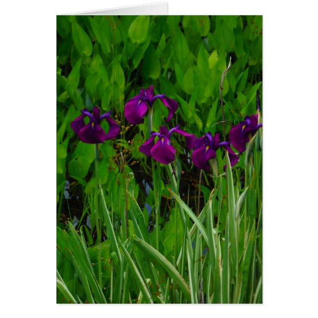 Beautiful Purple Iris (Front)