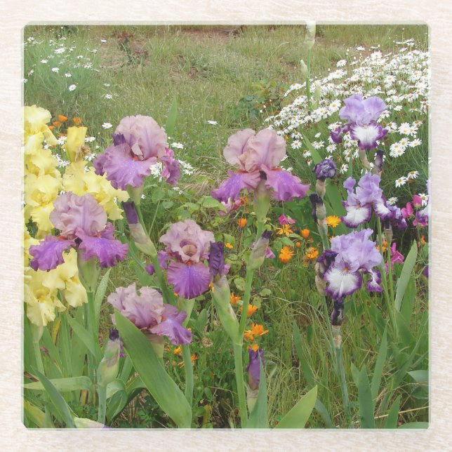 Beautiful Purple Iris Flower floral Photo Glass Coaster (Front)