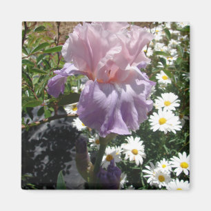 Beautiful Purple Iris Flower floral Photo Magnet