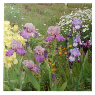 Beautiful Purple Iris Flower floral Photo Tile