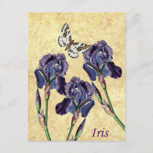 Beautiful Purple Iris Flowers and Butterfly Postcard