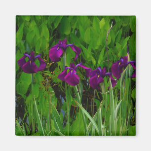 Beautiful Purple Iris Magnet