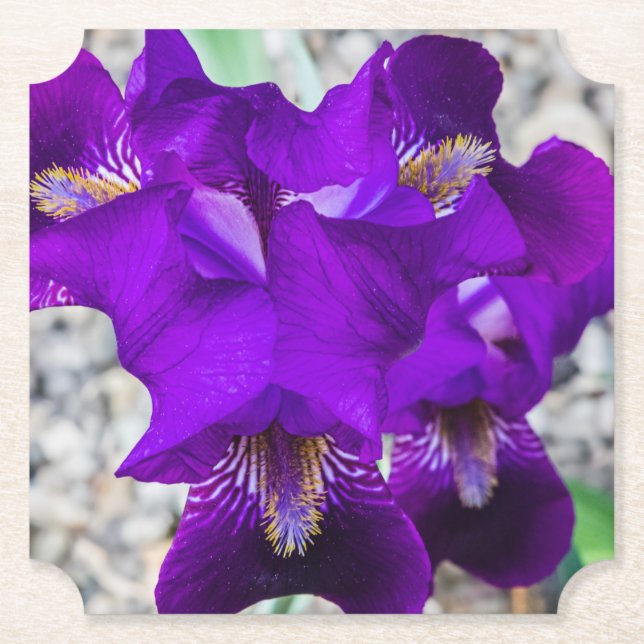 Beautiful purple iris paper coaster (Front)