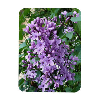 Beautiful purple lilac flower bloom  magnet