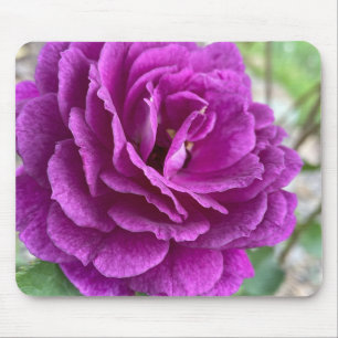 Beautiful Purple Lilac Rose Mouse Pad
