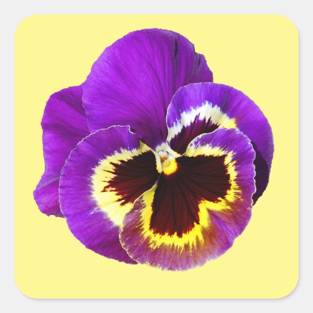 Beautiful purple pansy square sticker (Front)