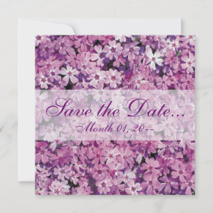 Beautiful Purple Phlox Flower Announcements
