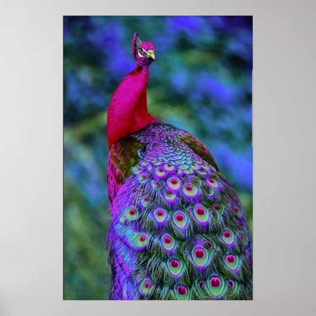 Beautiful Purple Red Feather Colour Peacock Bird Poster (Front)