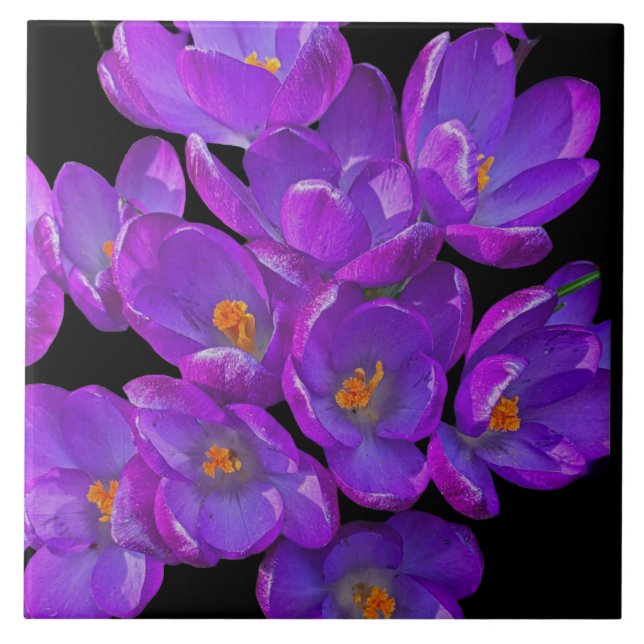 Beautiful Purple Spring Crocuses Floral Tile (Front)