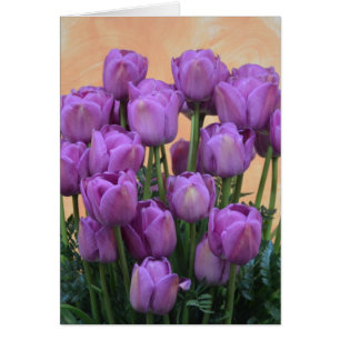 Beautiful purple spring tulips