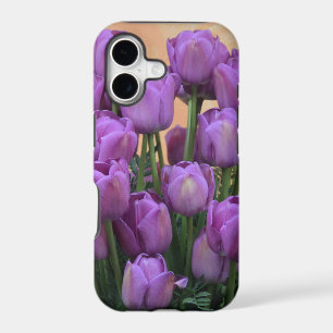 Beautiful purple spring tulips