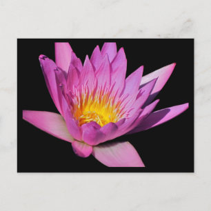 Beautiful purple water lily #200Nw  200 Postcard