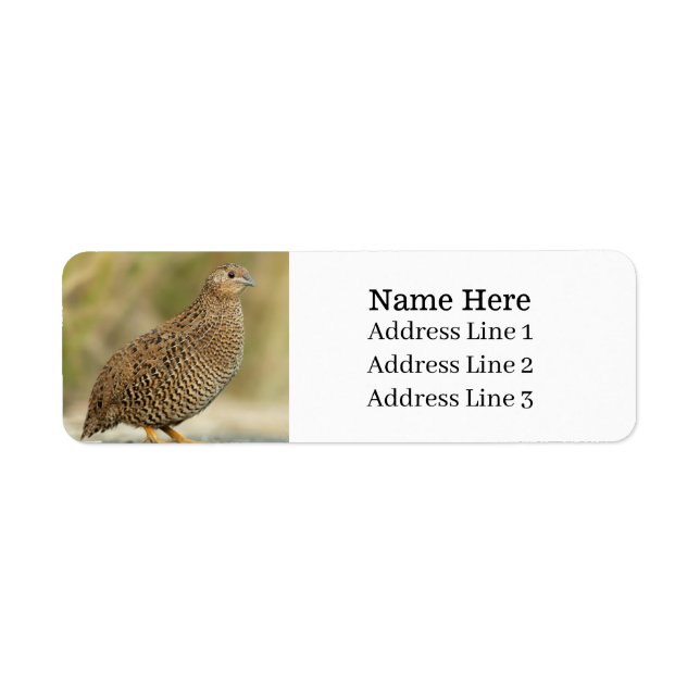 Beautiful Quail Bird Return Address (Front)
