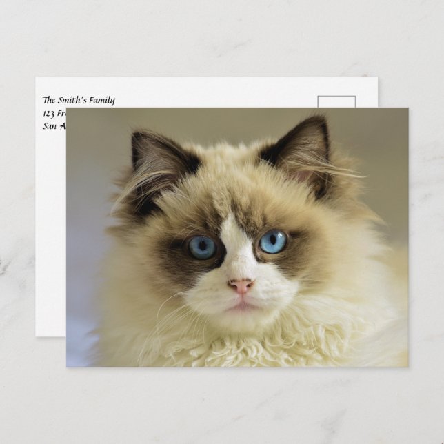 Beautiful Ragdoll Cat with Blue Eyes Postcard (Front/Back)