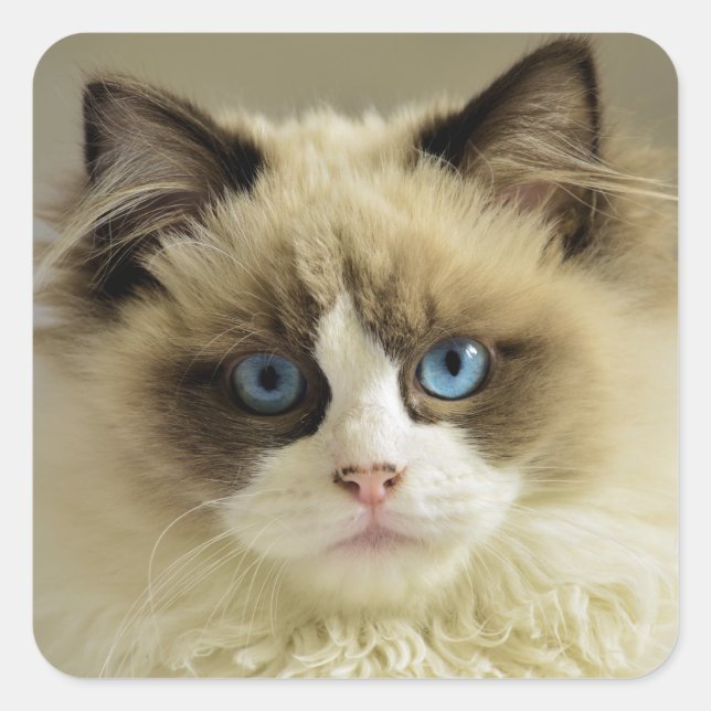 Beautiful Ragdoll Cat with Blue Eyes Square Sticker (Front)
