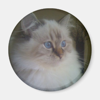 Beautiful Ragdoll Hymalayan Cat Gazing into Winter Magnet