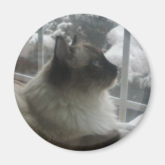 Beautiful Ragdoll Hymalayan Cat Gazing into Winter Magnet