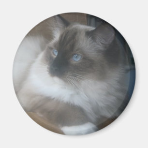 Beautiful Ragdoll Hymalayan Cat Gazing Outside Magnet