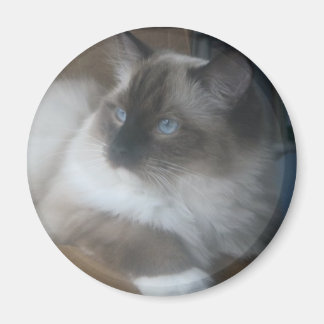 Beautiful Ragdoll Hymalayan Cat Gazing Outside Magnet