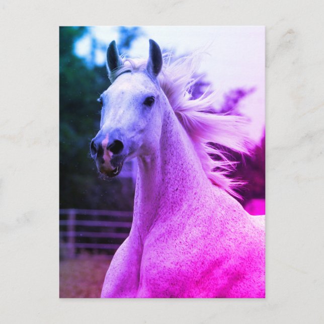 Beautiful Rainbow Coloured Arabian Horse Mare Card (Front)