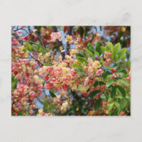 Beautiful Rainbow Shower Tree Postcard