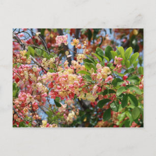 Beautiful Rainbow Shower Tree Postcard